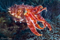   Broadclub CuttlefishPhotographed Canon 60 macro lens Alor Indonesia Cuttlefish/Photographed Cuttlefish Photographed  